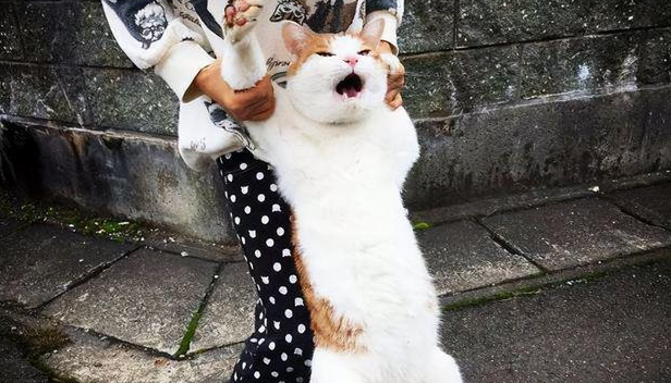 猫咪被打为什么不跑了还叫个不停