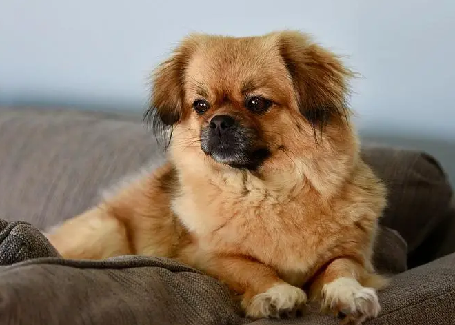 西藏猎犬鼻子干是怎么回事?来瞧一瞧吧 西藏猎犬鼻子干是怎么回事?来瞧一瞧吧