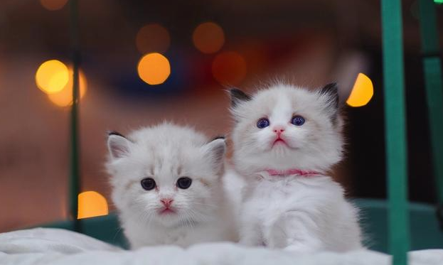 猫咪的声音为什么是嗯嗯的 猫咪的声音为什么是嗯嗯的