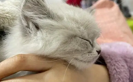 猫咪为什么摸脖子睡觉