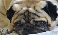 巴哥犬怎么刷牙？这里有答案