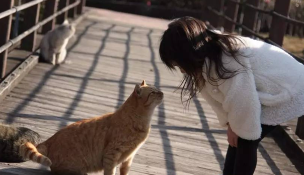 孩子喜欢猫咪的原因