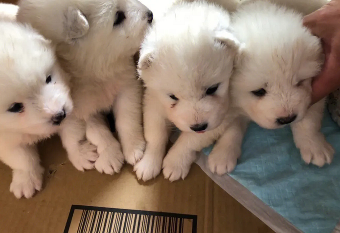 萨摩耶犬的优缺点,还不快来了解一下~ 萨摩耶犬的优缺点,还不快来了解一下~