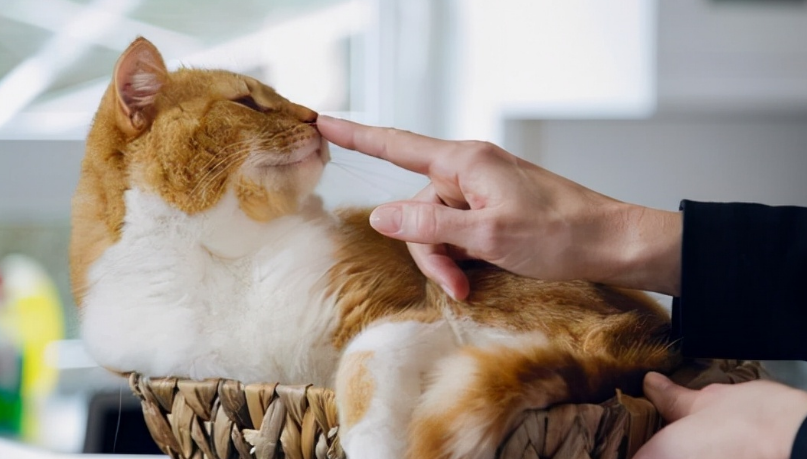 一家人猫认谁是主人 一家人猫认谁是主人