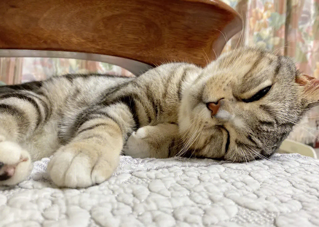 猫咪为什么喜欢歪头睡觉
