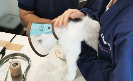 宠物诊所在哪里