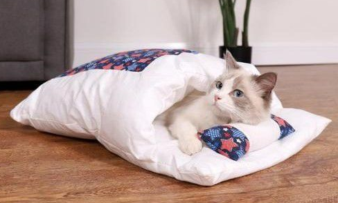 猫咪为什么进房间就叫个不停