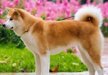秋田犬来例假来多久？饲主来看看吧