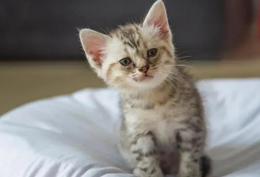 小猫大约有多重