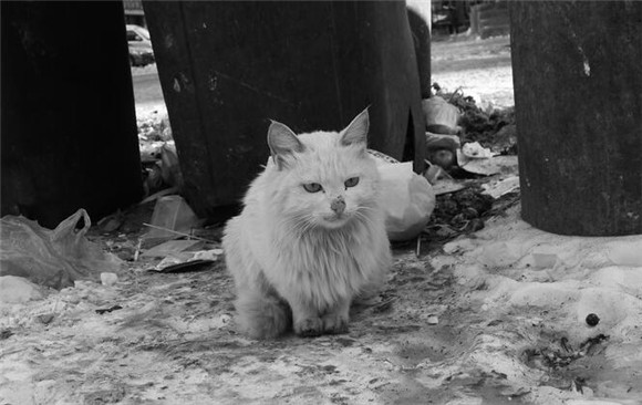给流浪猫喂什么吃的，你都知道吗？