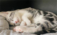 猫咪睡觉为什么在发抖呢正常吗