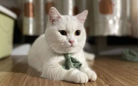 猫咪为什么会得湿疹