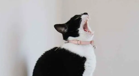 猫咪发出怪声像喉咙被卡住