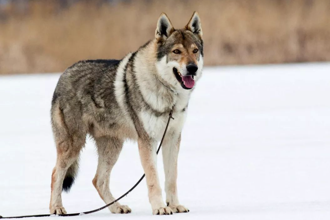 捷克狼犬在中国哪些地方禁养？看完你就知道了～