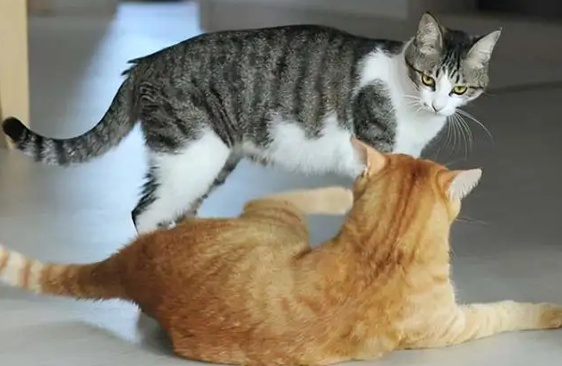 猫咪看着伙伴打架是为什么呢
