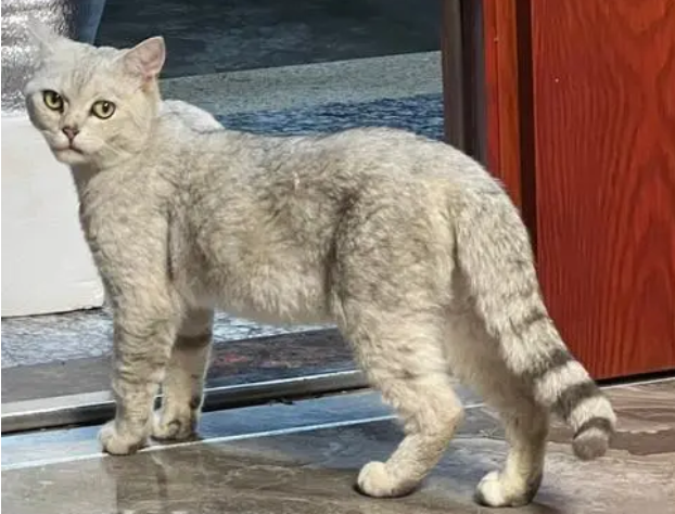 猫不请自来兆头