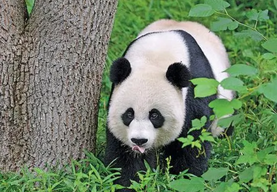 美香一家为什么要续签
