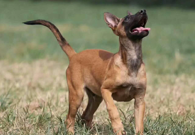 养马犬注意什么问题？怎么照顾最好？