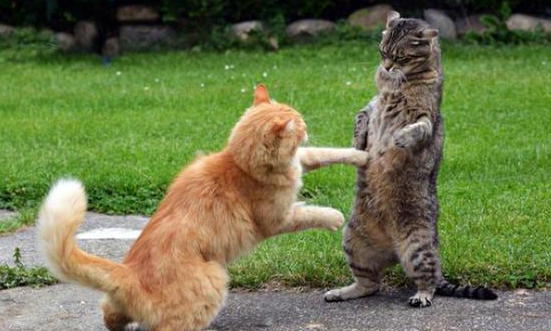 猫猫为什么会打架 猫猫为什么会打架