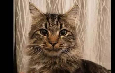 爱猫失联三天，猫奴心急如焚，为救猫爬上4米大树
