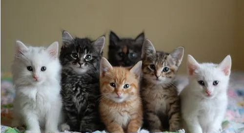 为什么猫生5个小猫不好