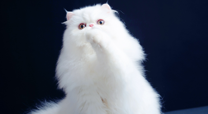 宜宾哪里有猫舍 宜宾哪里有猫舍