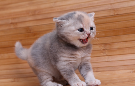 猫咪的毛为什么是棕色的毛