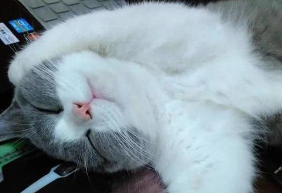 为什么不让猫咪抓尾巴睡觉呢
