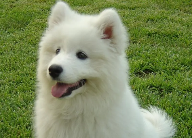 一文告诉你，萨摩耶犬什么时候打虫？