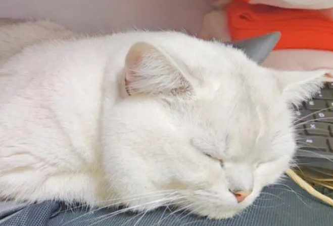 猫咪鼻子干不吃东西老趴着
