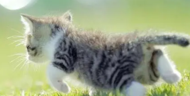 猫咪为什么喜欢走捷径