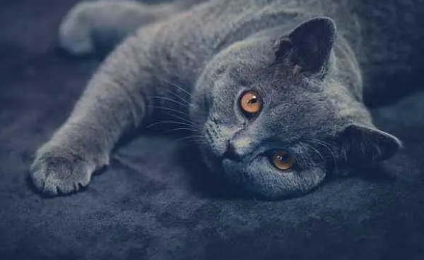 猫咪临死前的六个特殊征兆 猫咪临死前的六个特殊征兆