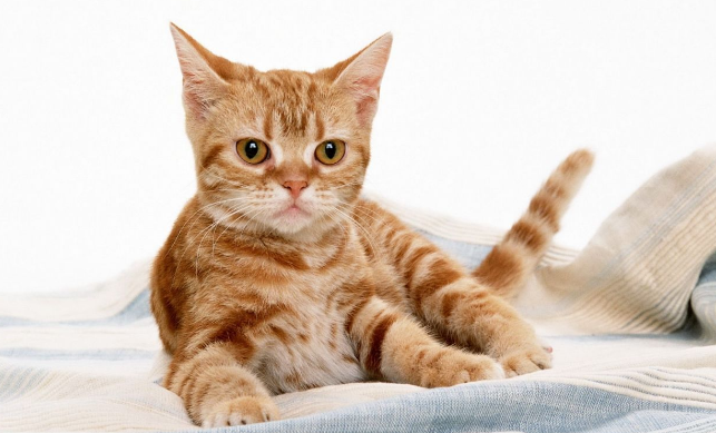 猫咪的粪便中有红色的东西
