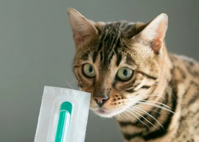 猫不出门需要外驱吗