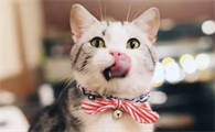 猫咪的嘴为什么怕烫伤
