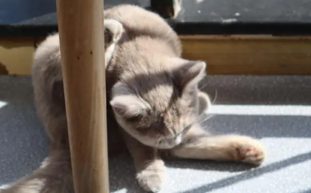 为什么小奶猫特别粘人