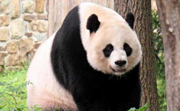 在美国的大熊猫美香