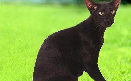哈瓦那棕猫多少钱？一文告诉你！