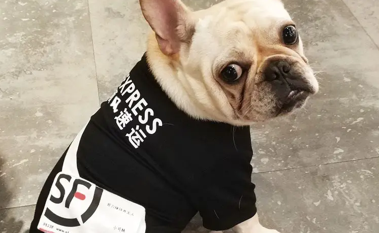 顺丰宠物托运需要提供什么 顺丰宠物托运需要提供什么
