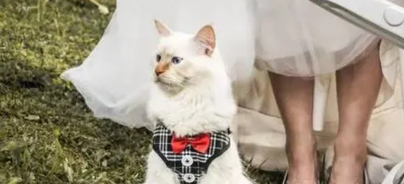 结婚为什么不能见猫咪呢 结婚为什么不能见猫咪呢