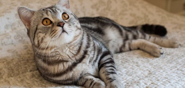美国短尾猫口水多怎么办？怎么处理比较好？