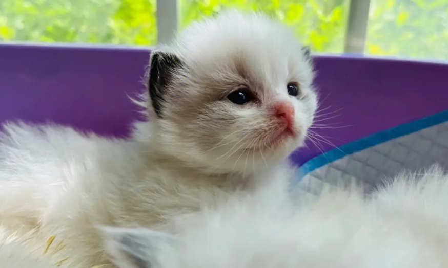 小奶猫会被蚊子咬吗?如何避免蚊虫叮咬? 小奶猫会被蚊子咬吗?如何避免蚊虫叮咬?