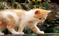 为什么我家猫咪牙齿小一点