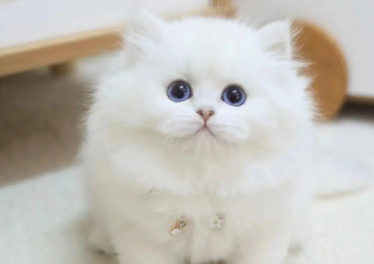 长毛银点好不好养？有什么缺点？来看看吧