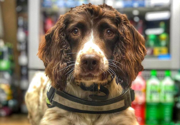 狗狗缉毒表现太出色，竟引起黑帮不满，更悬赏2.5万取它头颅！