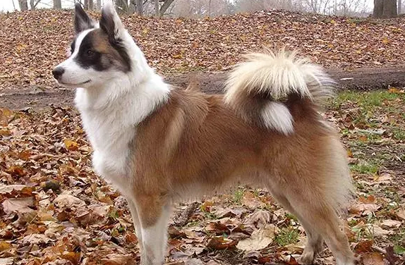 怎么喂冰岛牧羊犬吃药?这些小技巧可以试试 怎么喂冰岛牧羊犬吃药?这些小技巧可以试试