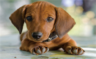 腊肠犬凶吗？饲主来看看吧