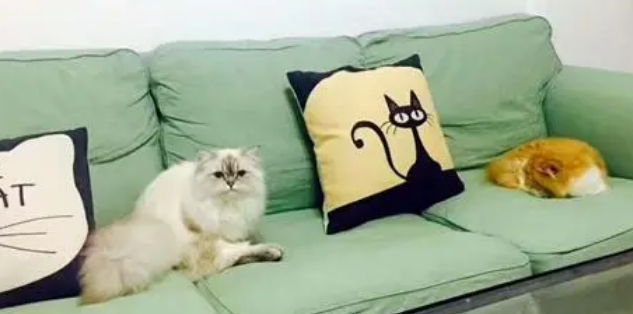 一般房东允许租客养猫吗