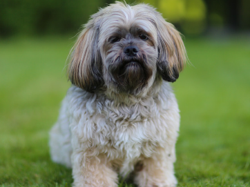 拉萨犬呕吐怎么办?这里有答案 拉萨犬呕吐怎么办?这里有答案
