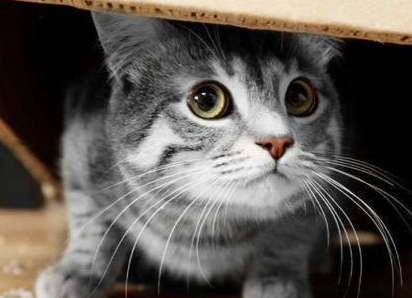 猫咪为什么不怕东西呢 猫咪为什么不怕东西呢